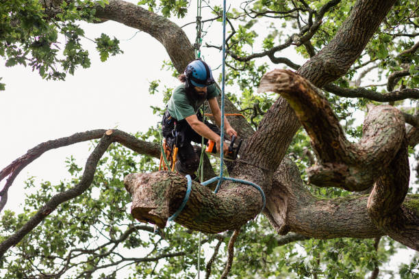 How Our Tree Care Process Works  in  Wenonah, NJ