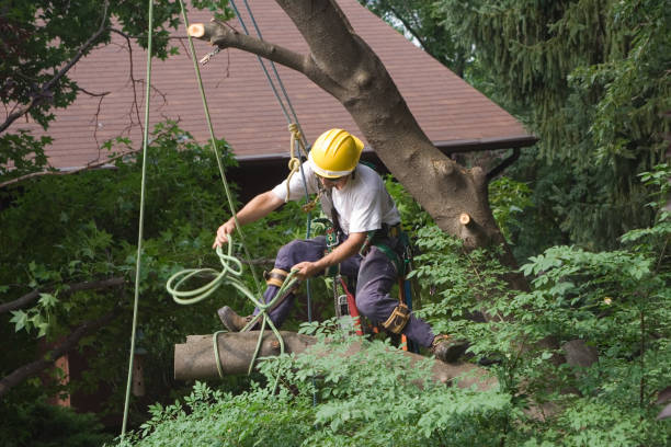 Professional Tree Removal Services in Wenonah, NJ